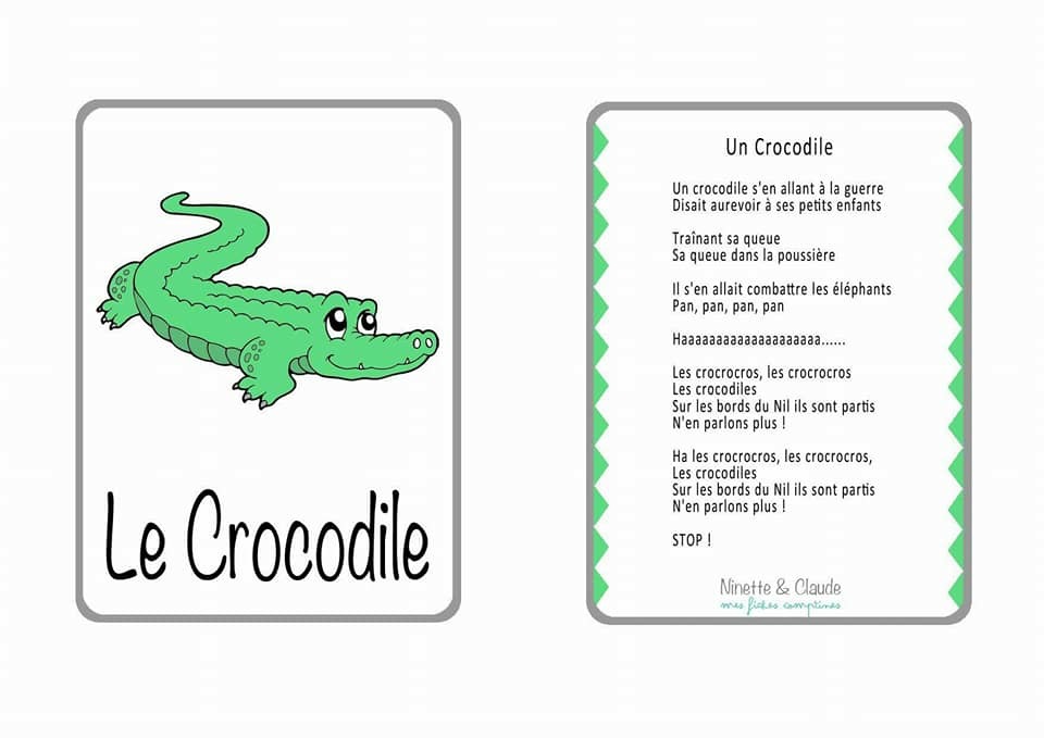 Crocodile